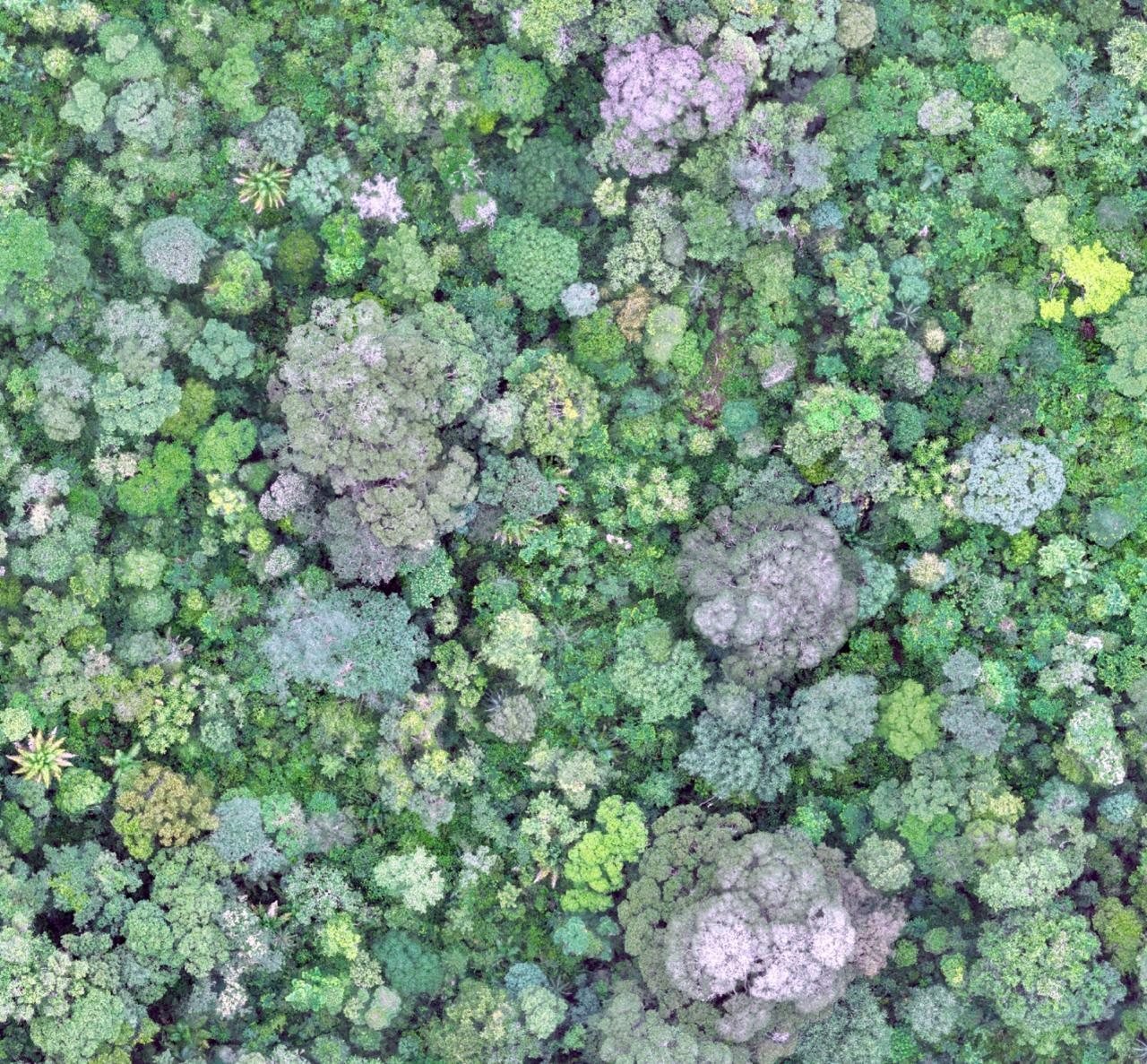 Imagem aérea de copa florestal manejada