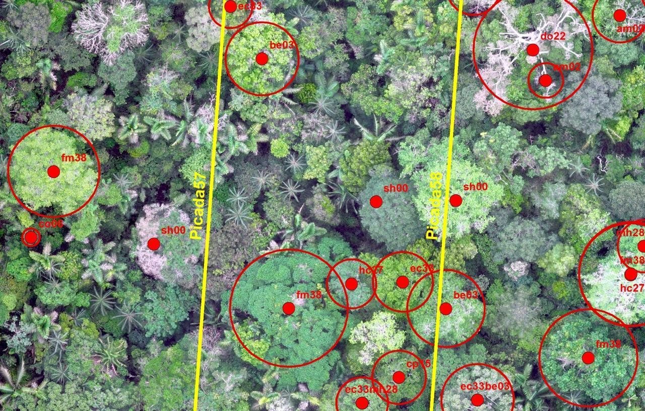 Mapeamento por drone com árvores identificadas por coordenadas geográficas