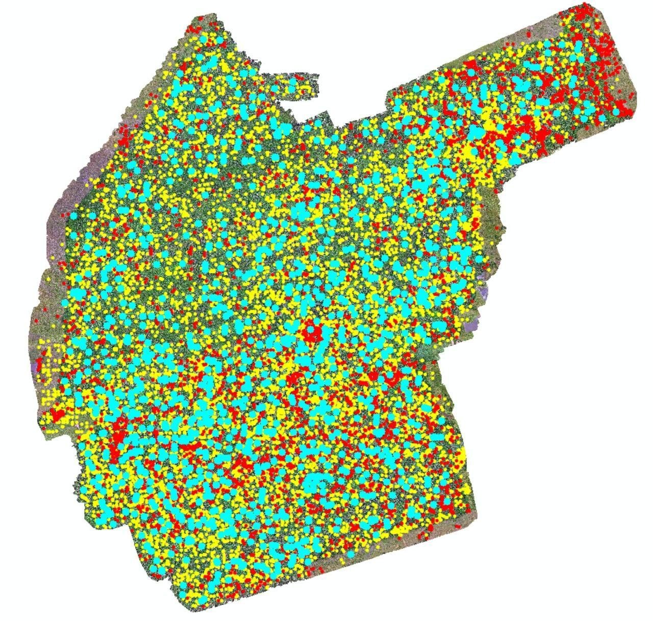 Mapa de inventário florestal com pontos de árvores