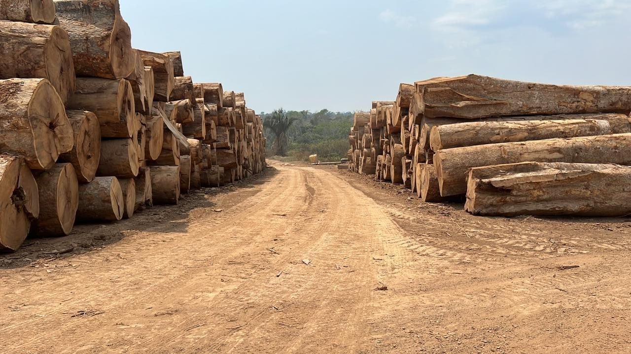 Fileiras de toras no pátio de manejo